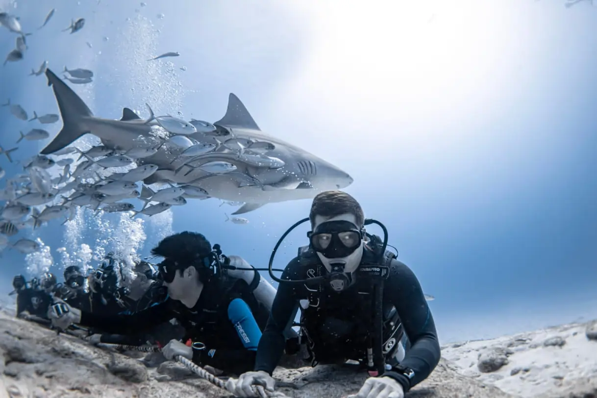 Buzos observando tiburones toro en Shark Point, Playa del Carmen