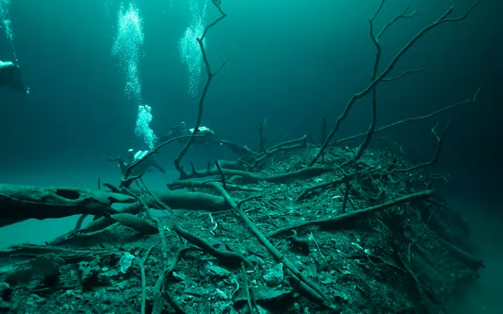 Scuba divers swimming above a mound of underwater tree branches at Cenote Angelita.