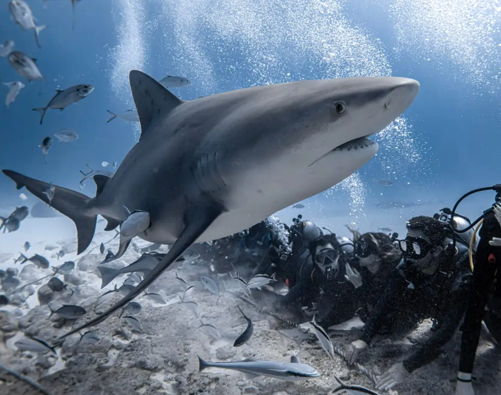 Divers kneeling on sandy bottom observing bull sharks at Shark Point Playa del Carmen