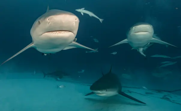 Como Elegir el Mejor Operador de Buceo con Tiburones Toro en Playa del Carmen