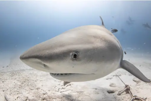 Bull Shark Diving Playa del Carmen 2026-2027: Complete Season Guide