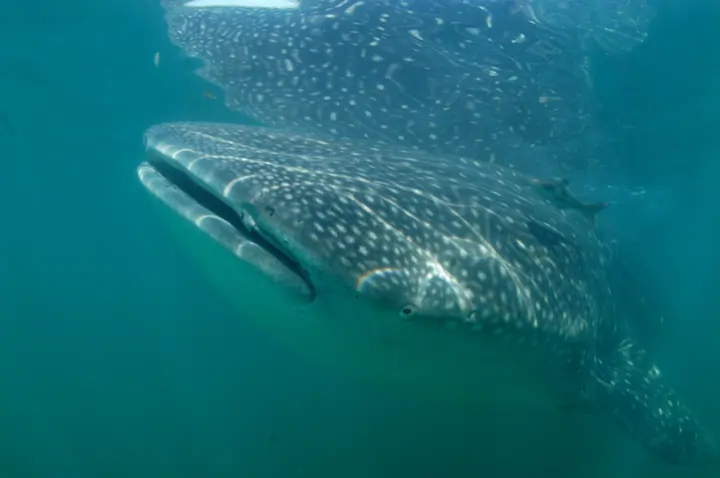Whale Shark Tours from Playa del Carmen | Deep Mexico