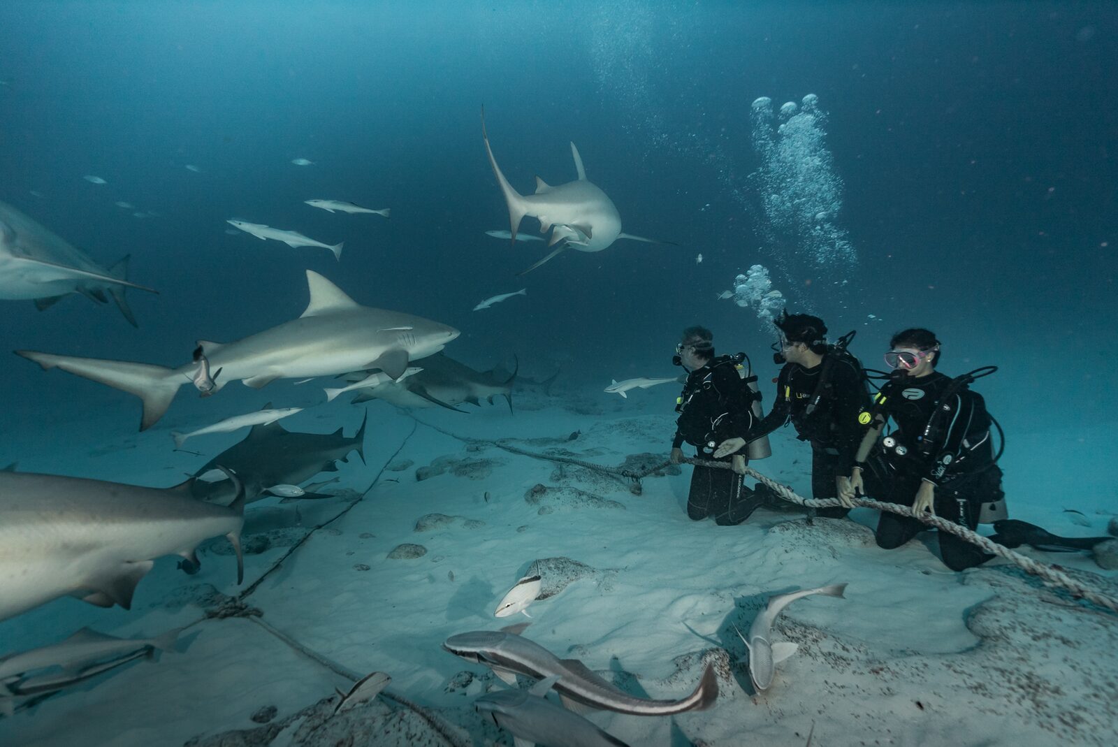 Tiburón Toro Peligroso: 7 Mitos Desmontados con Datos Reales
