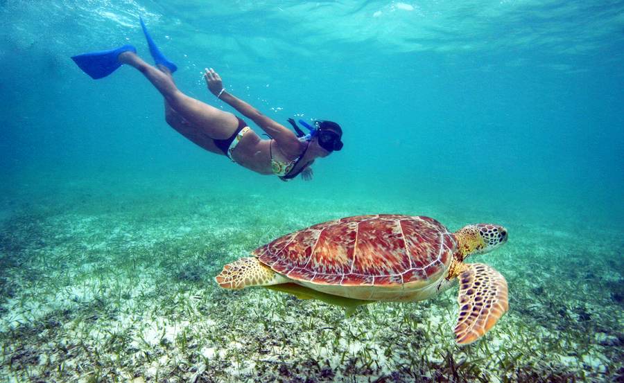 Snorkeler swimming alongside a sea turtle on the Playa del Carmen reef