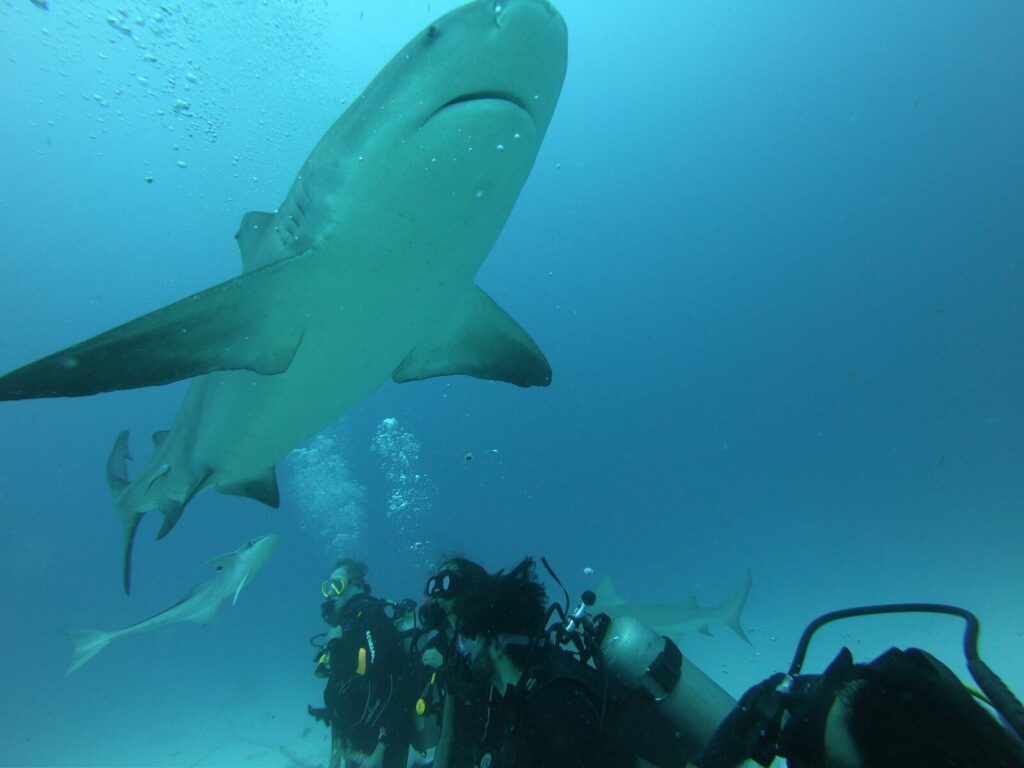 Bull shark swimming above scuba divers at Shark Point Playa del Carmen
